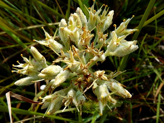 {Lachnanthes caroliniana}